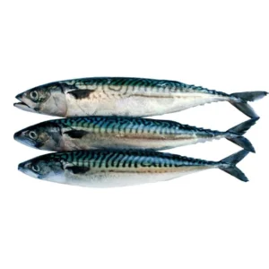 Whole Wild Caught Mackerel