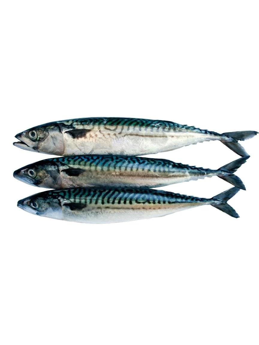 Whole Wild Caught Mackerel