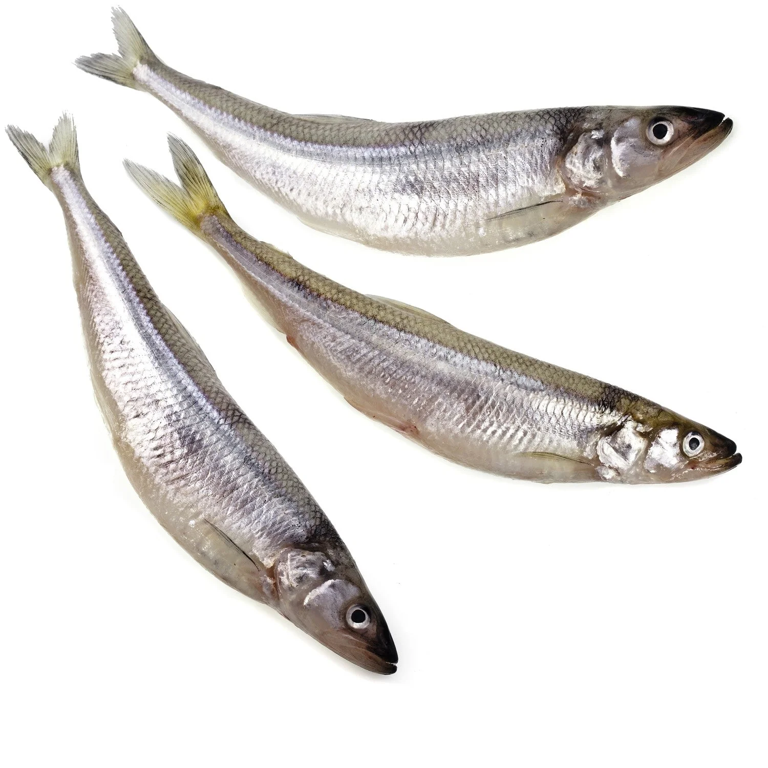 Wild Caught Whole Raw Smelt - Image 2